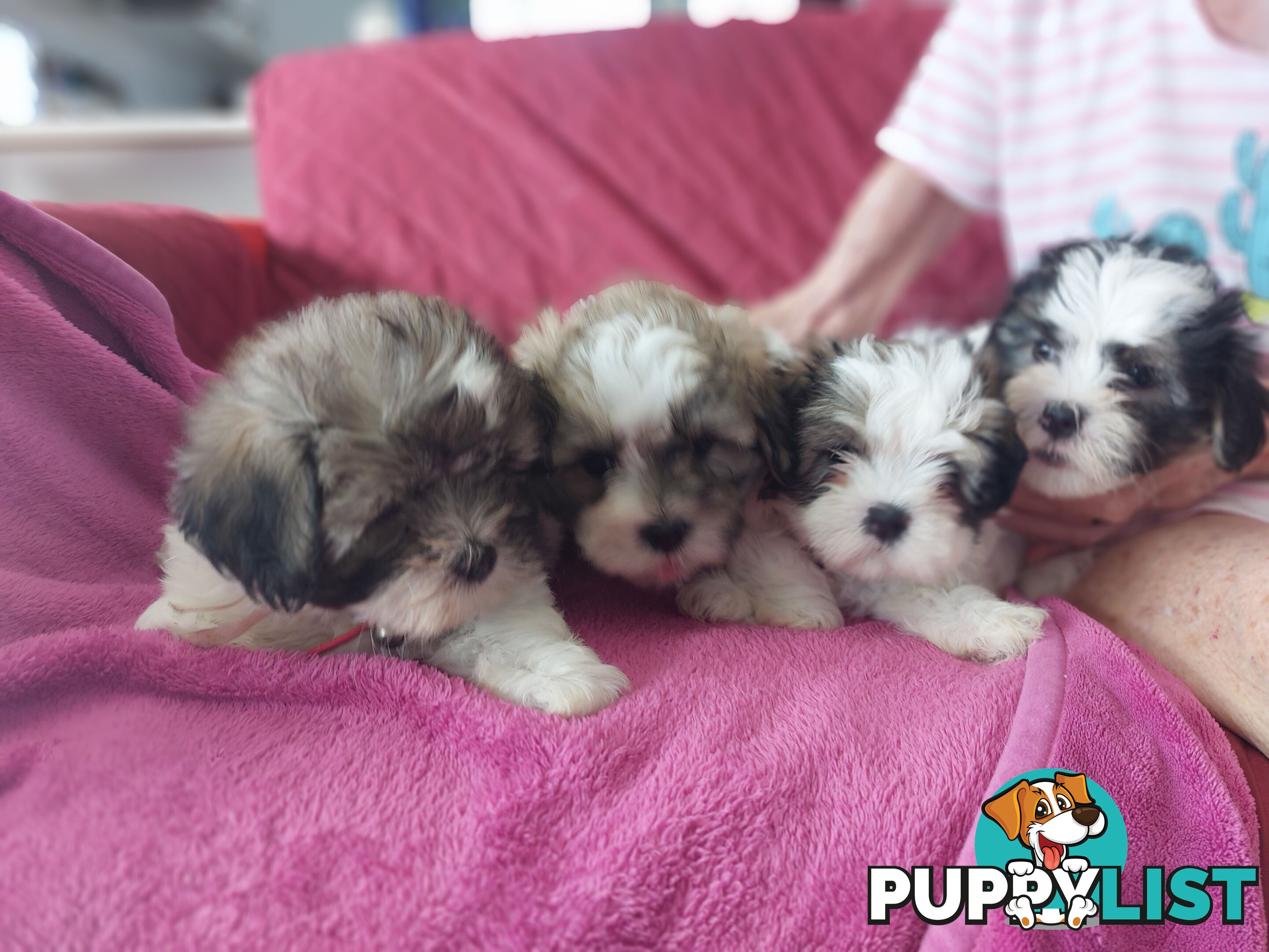 Amazing Maltese Shitzu Puppies