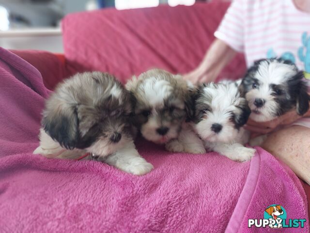 Amazing Maltese Shitzu Puppies