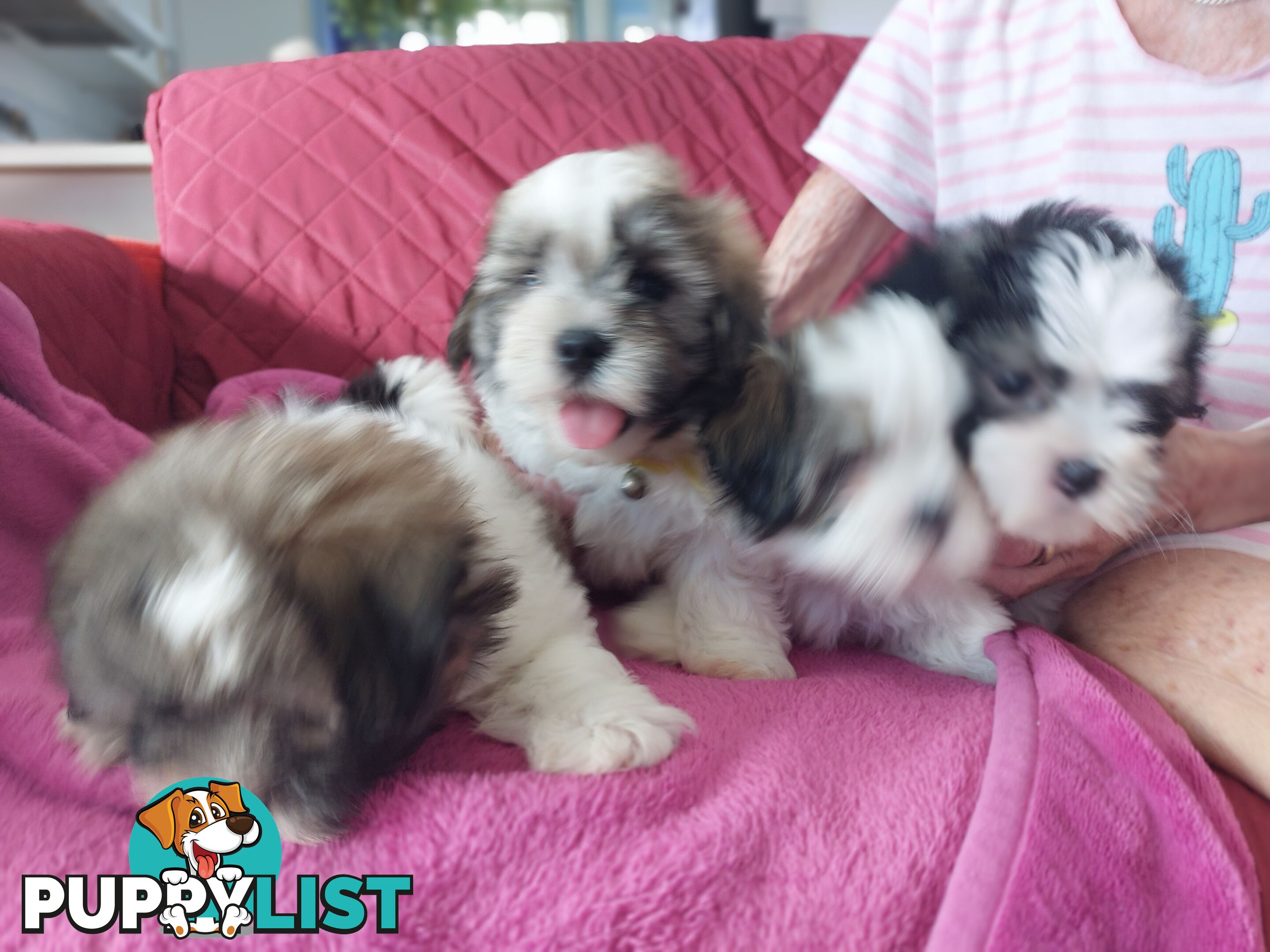 Amazing Maltese Shitzu Puppies