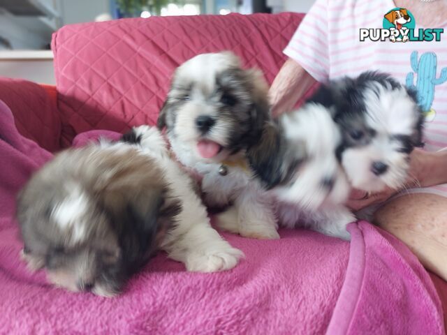 Amazing Maltese Shitzu Puppies