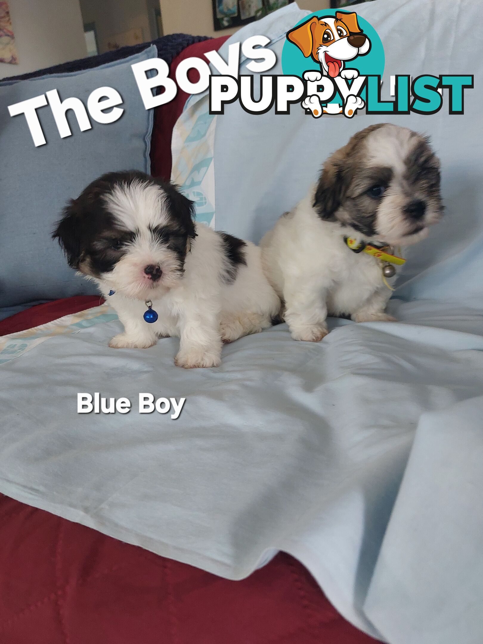 Amazing Maltese Shitzu Puppies