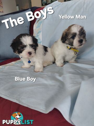 Amazing Maltese Shitzu Puppies