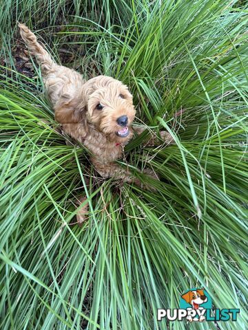 Adorable Boy Puppy Spoodle -House trained and comes with all new accessories