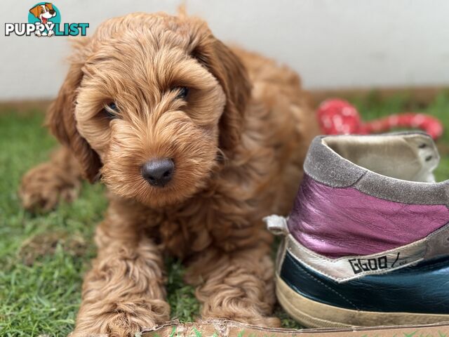 Adorable Boy Puppy Spoodle -House trained and comes with all new accessories