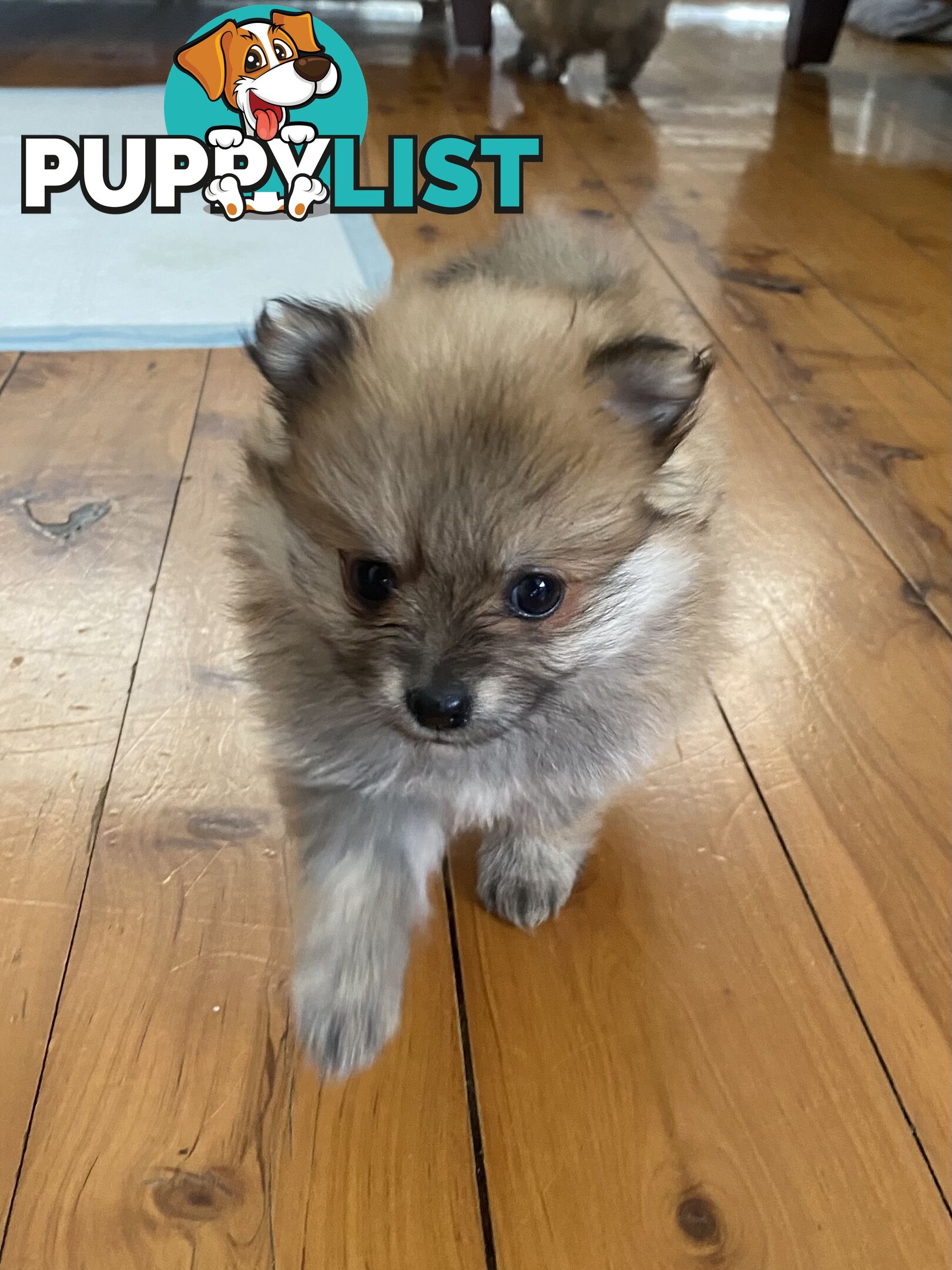 Pure Pomeranian Puppies - 2 females left