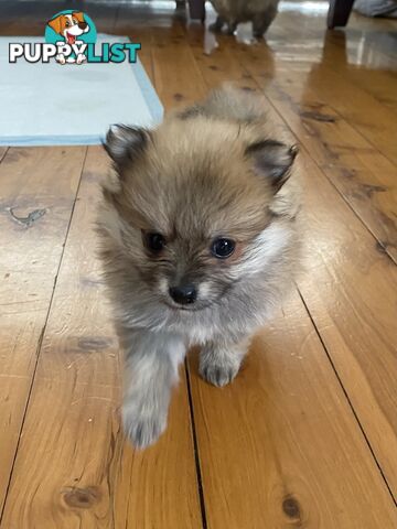 Pure Pomeranian Puppies - 2 females left