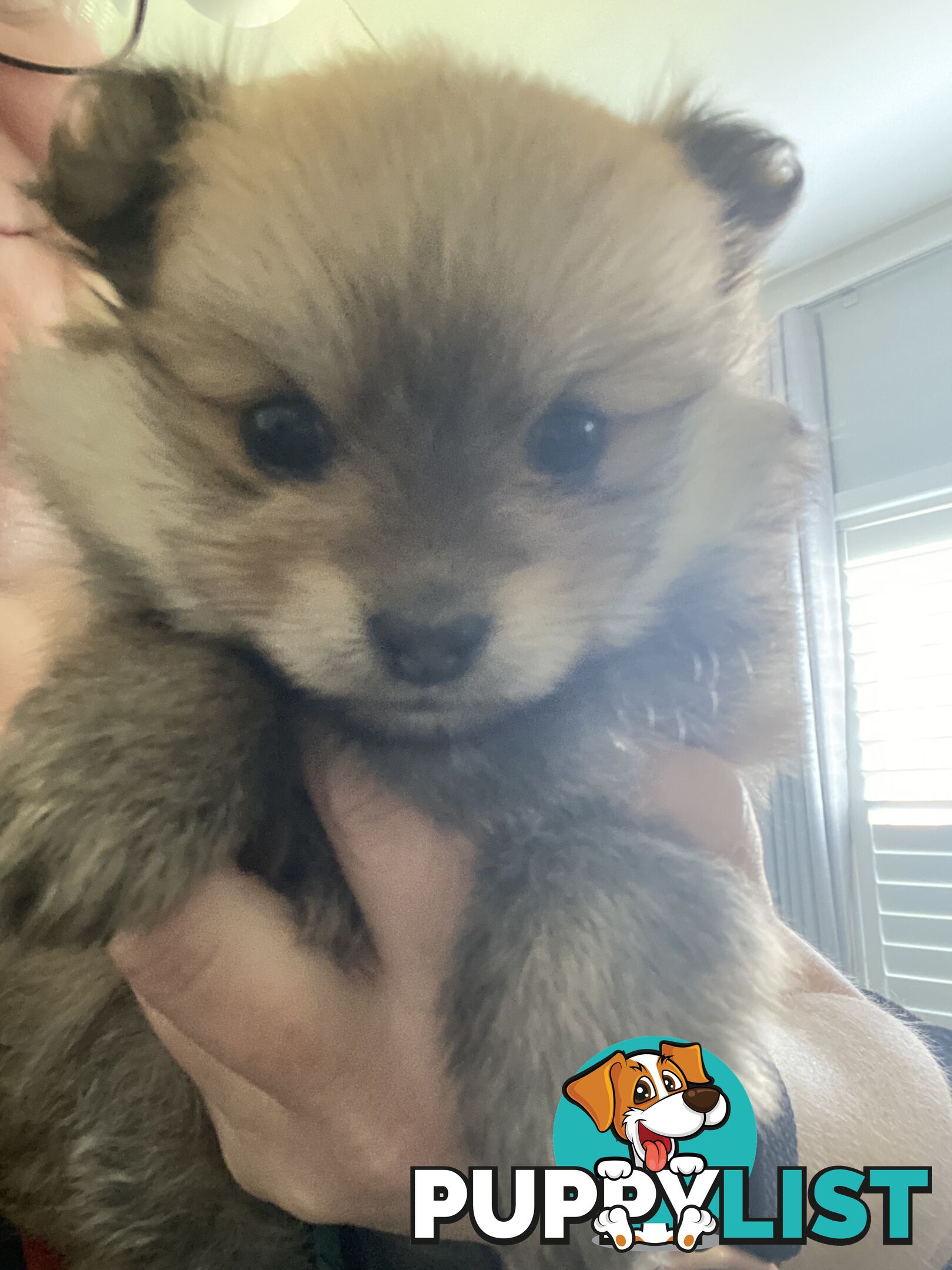 Pure Pomeranian Puppies - 2 females left