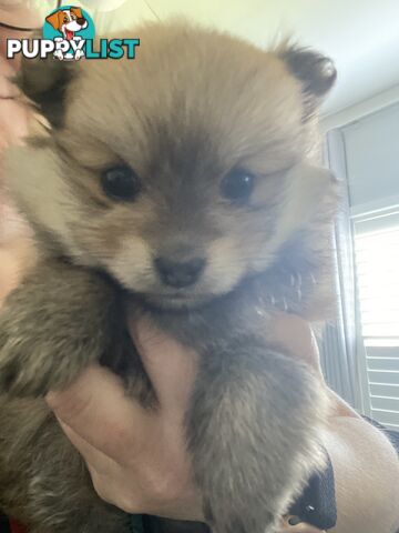 Pure Pomeranian Puppies - 2 females left