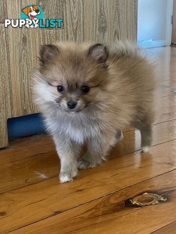 4 Pure Pomeranian Puppies - 1 female left