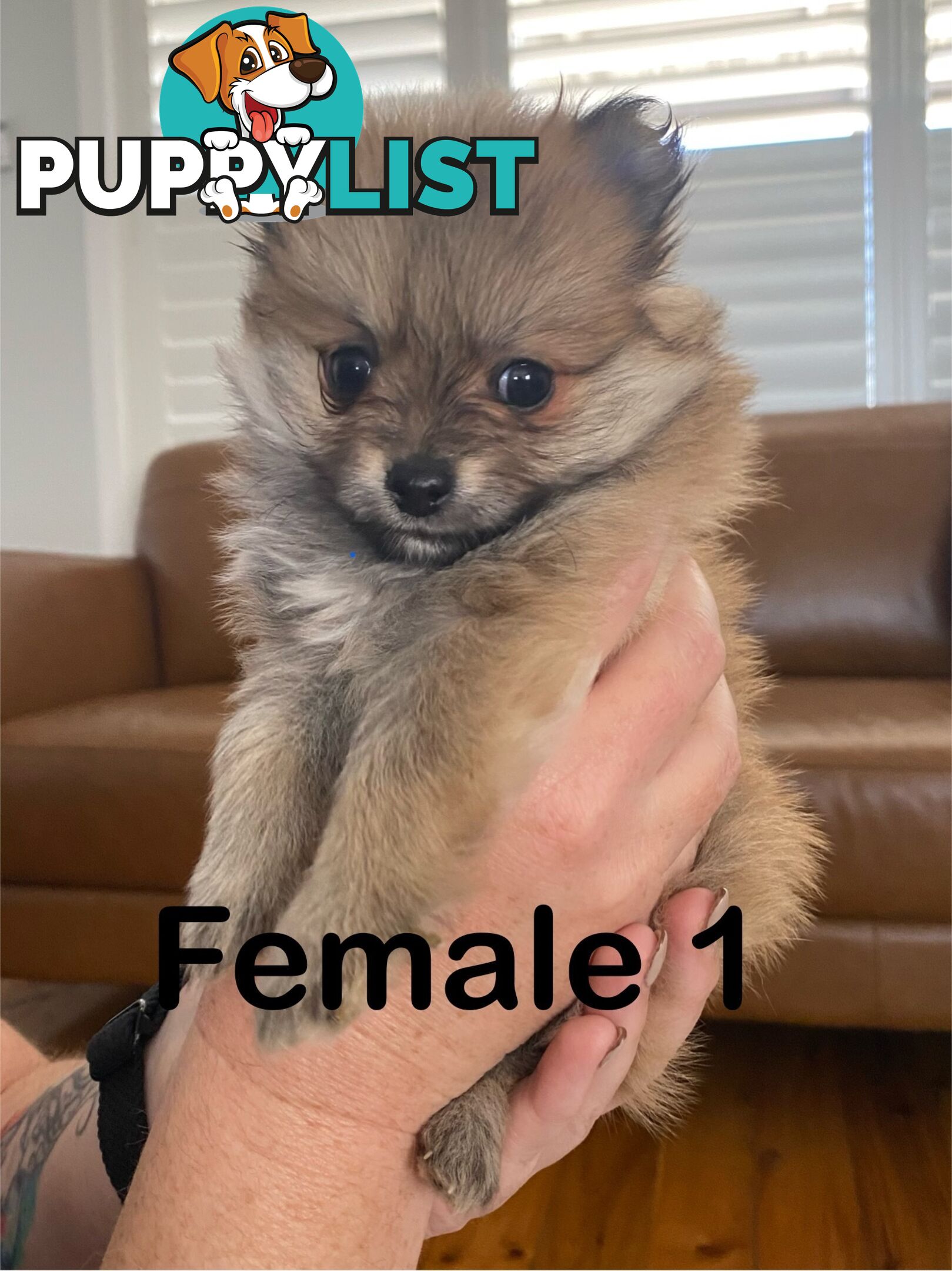 Pure Pomeranian Puppies - 2 females left