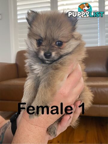 Pure Pomeranian Puppies - 2 females left