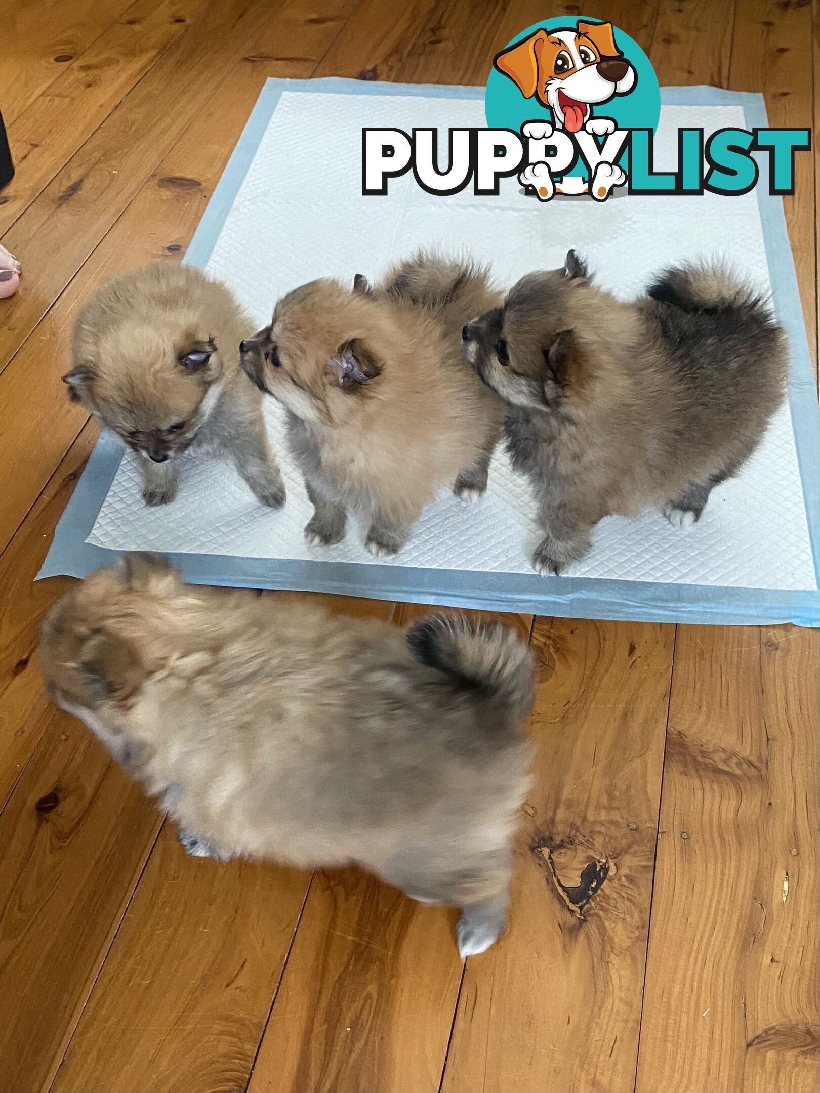 Pure Pomeranian Puppies - 2 females left