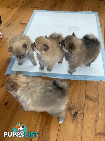 Pure Pomeranian Puppies - 2 females left