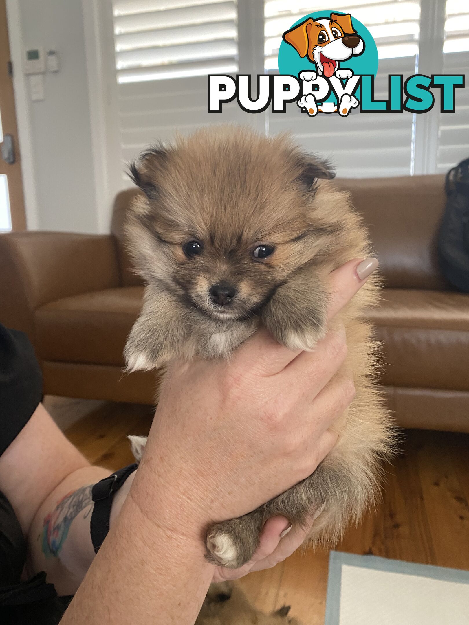 Pure Pomeranian Puppies - 2 females left