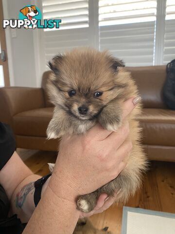 Pure Pomeranian Puppies - 2 females left