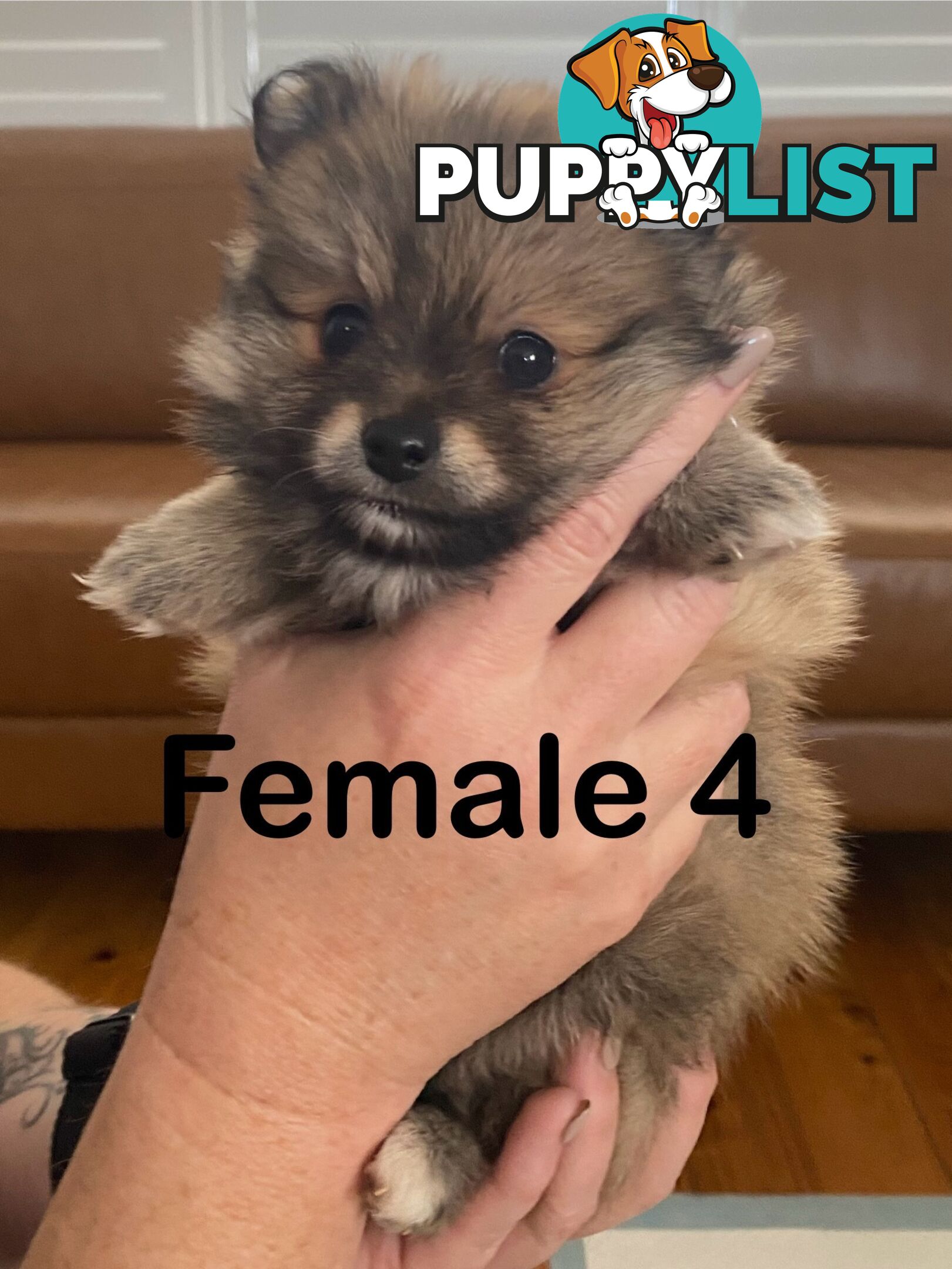 Pure Pomeranian Puppies - 2 females left