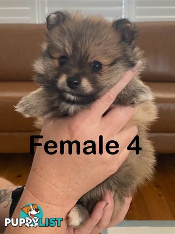 Pure Pomeranian Puppies - 2 females left