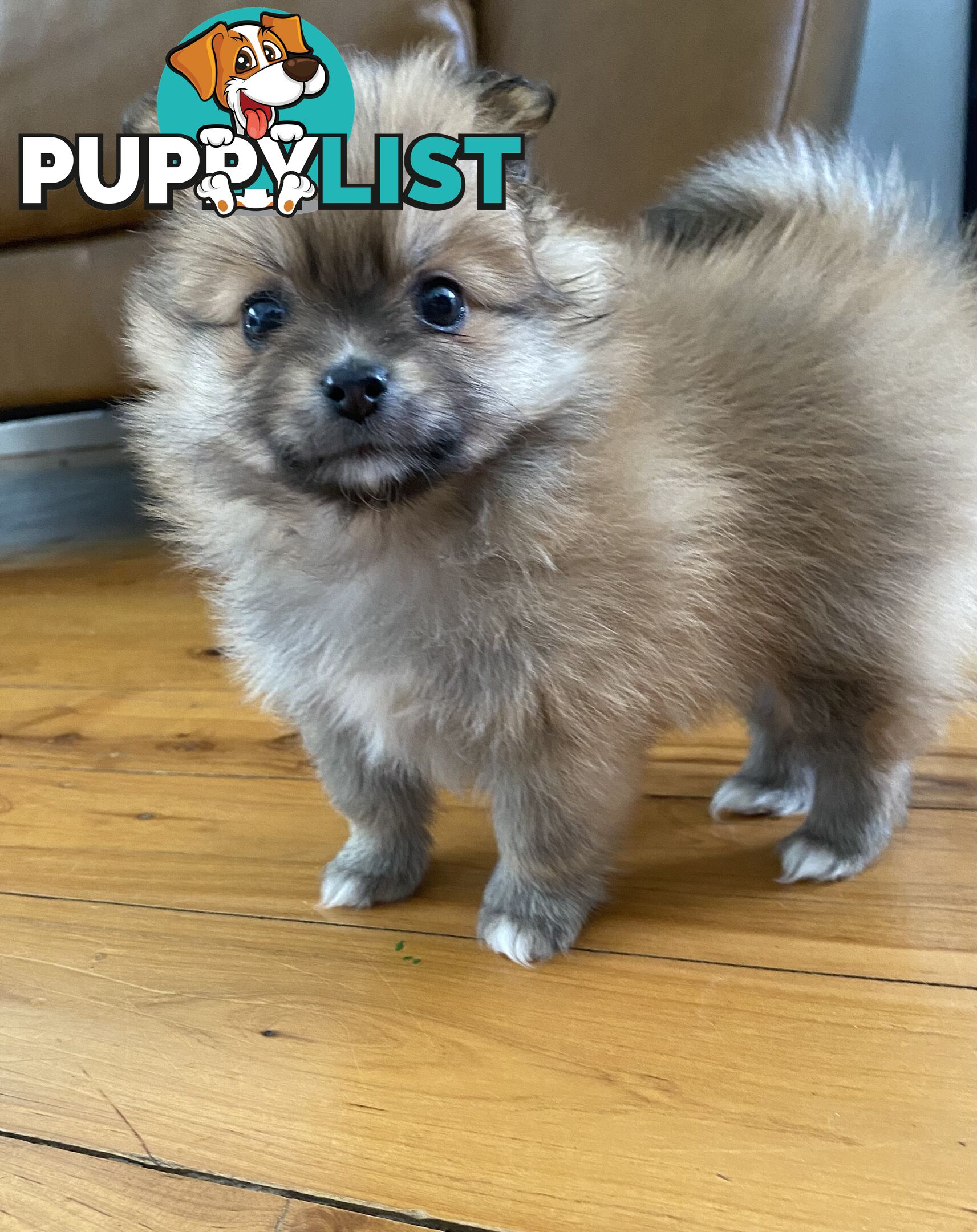 Pure Pomeranian Puppies - 2 females left