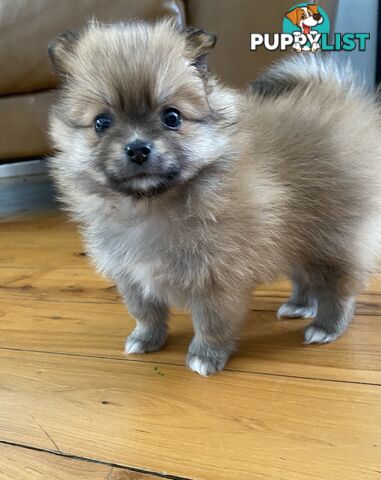 Pure Pomeranian Puppies - 2 females left