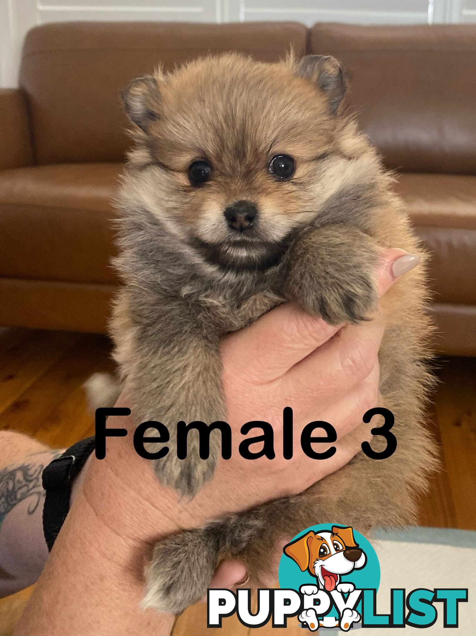 Pure Pomeranian Puppies - 2 females left