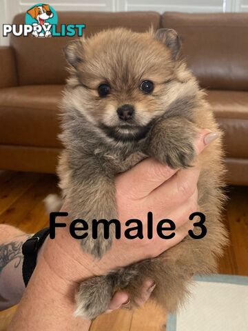 Pure Pomeranian Puppies - 2 females left