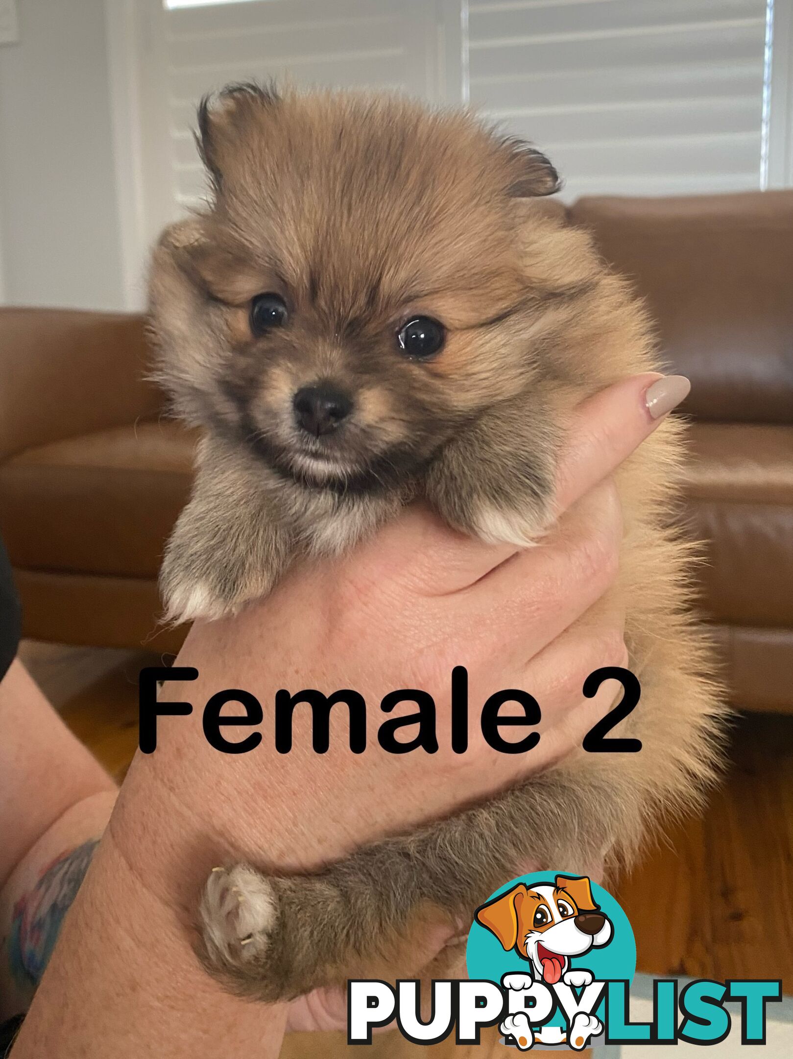 Pure Pomeranian Puppies - 2 females left