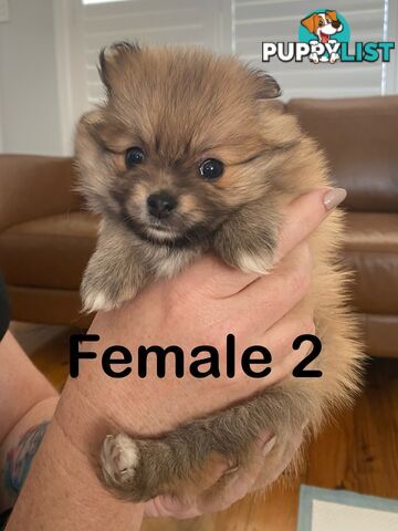 Pure Pomeranian Puppies - 2 females left