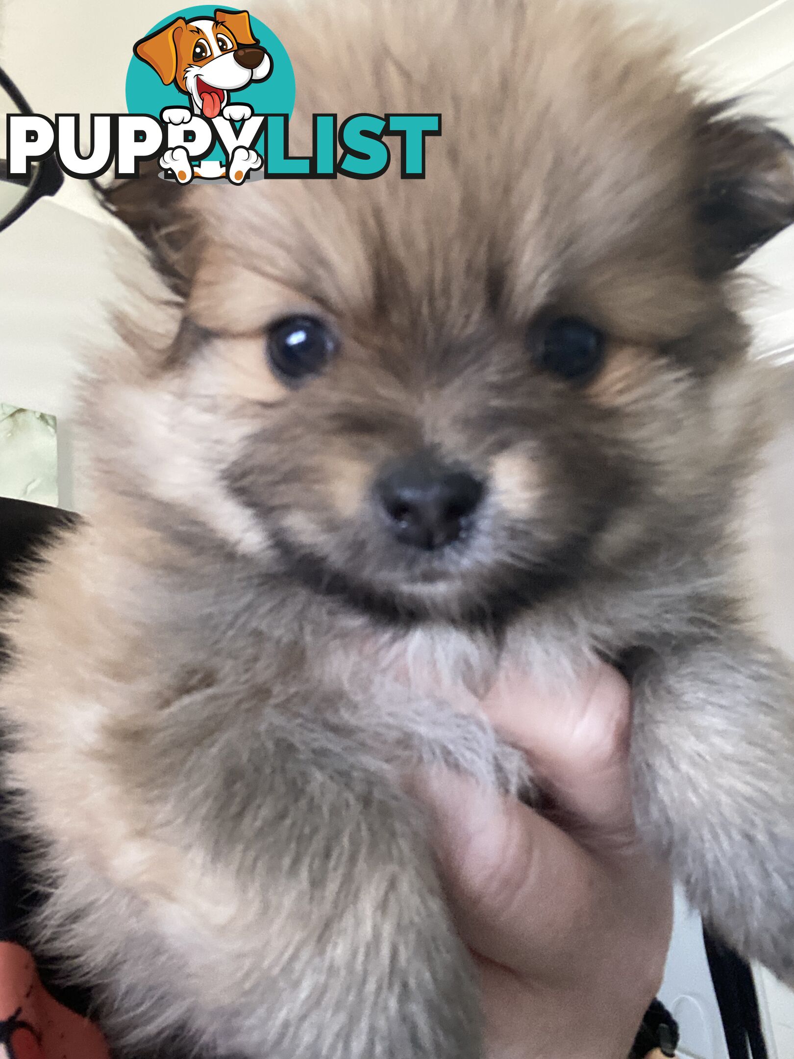 Pure Pomeranian Puppies - 2 females left