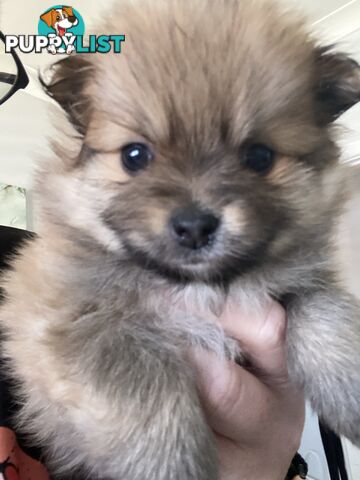 Pure Pomeranian Puppies - 2 females left