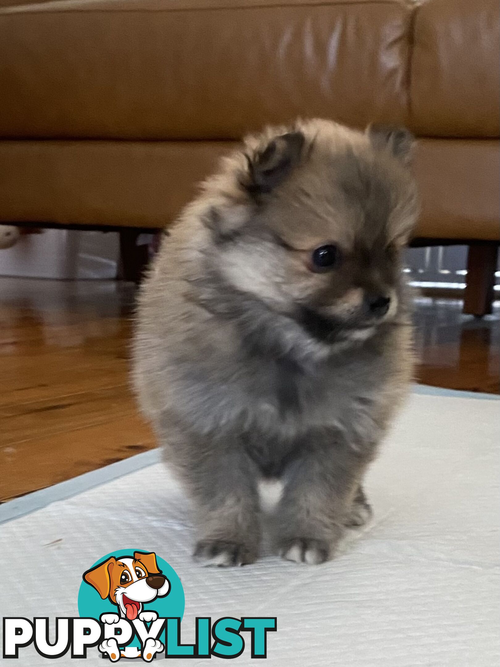 Pure Pomeranian Puppies - 2 females left