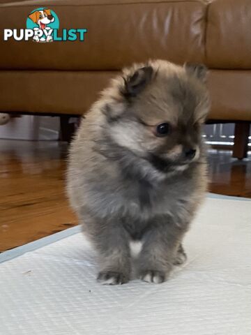 Pure Pomeranian Puppies - 2 females left