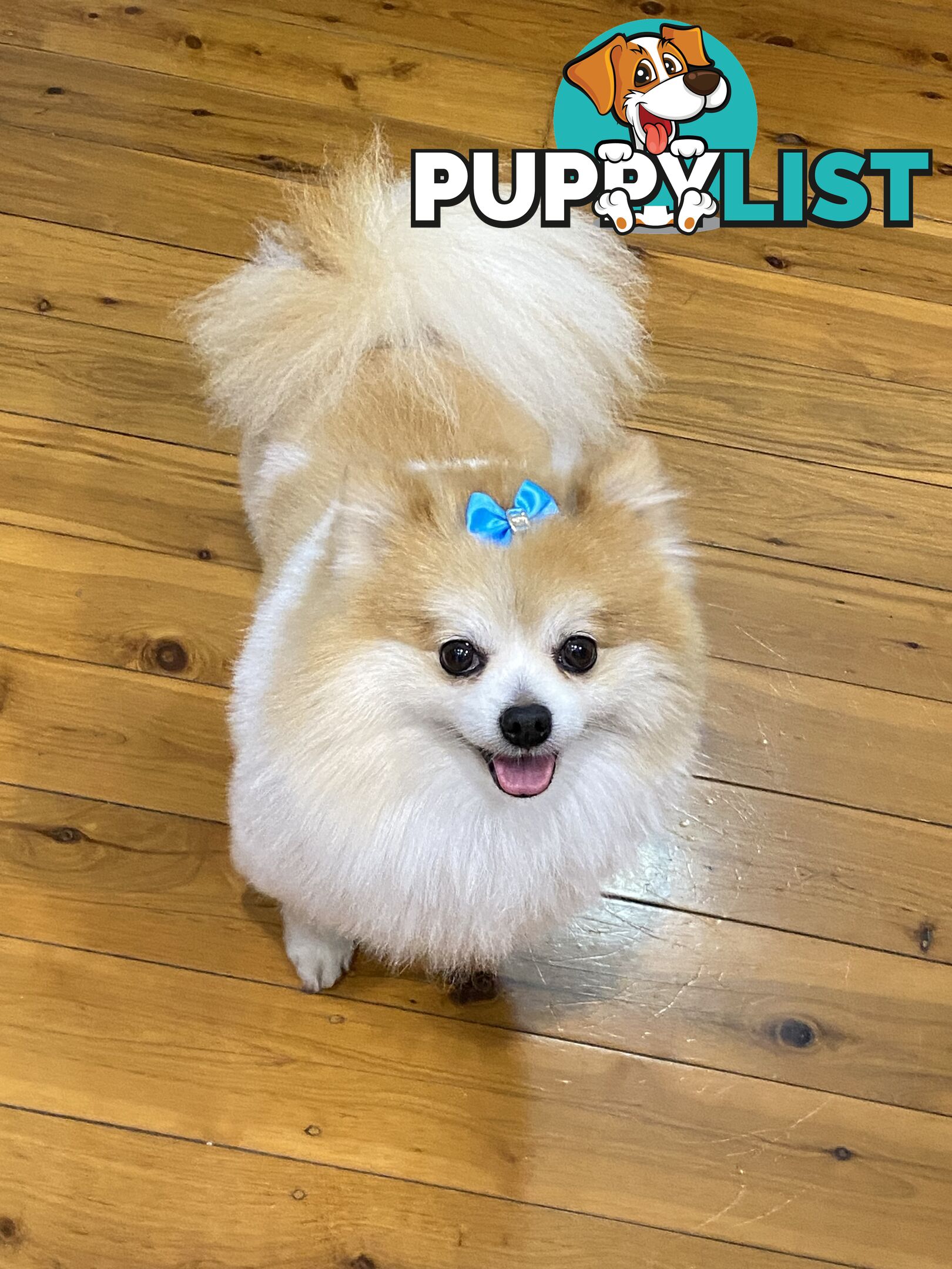 Pure Pomeranian Puppies - 2 females left