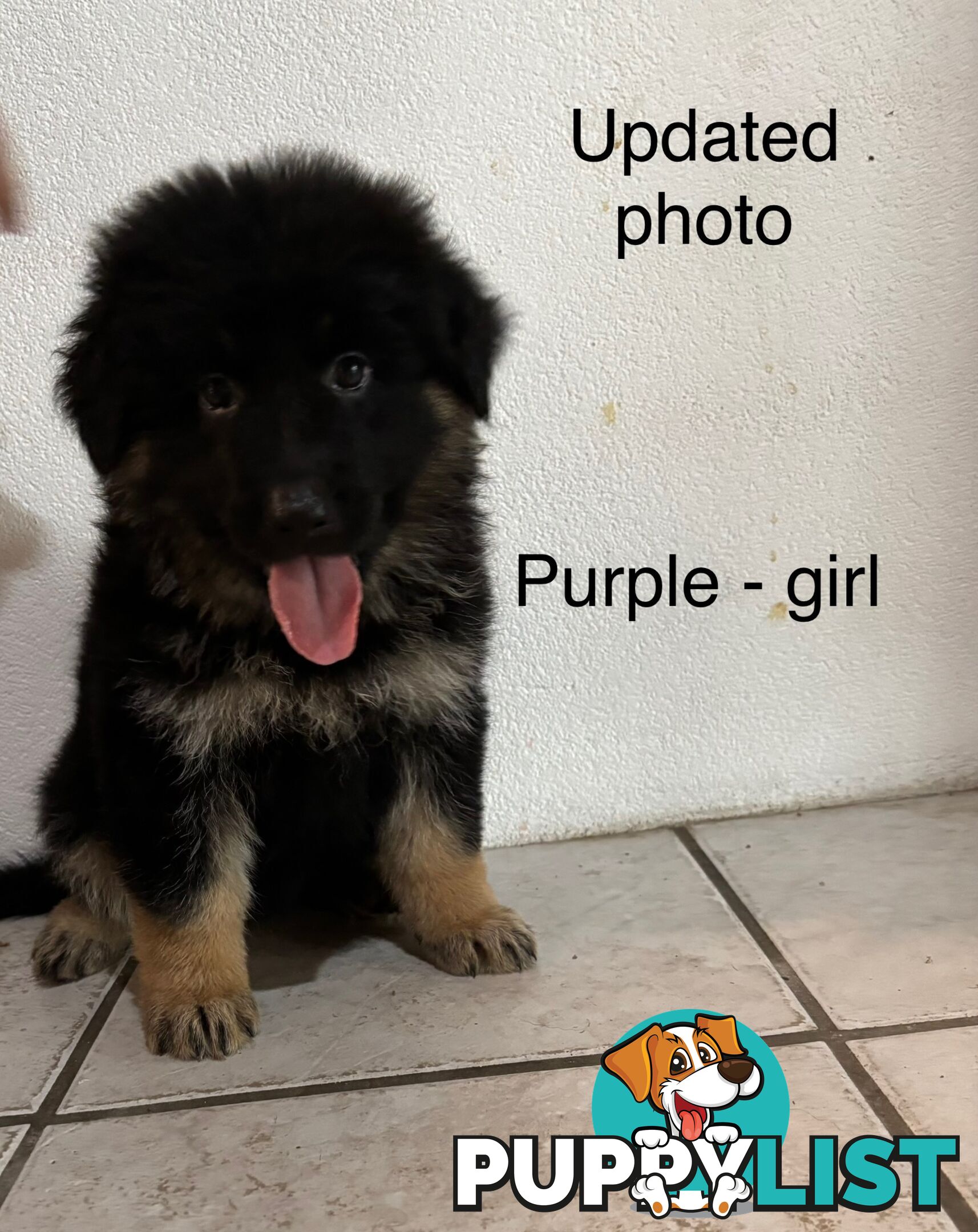 German Shepard puppies