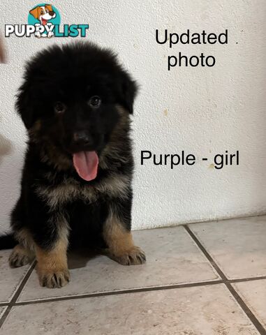 German Shepard puppies