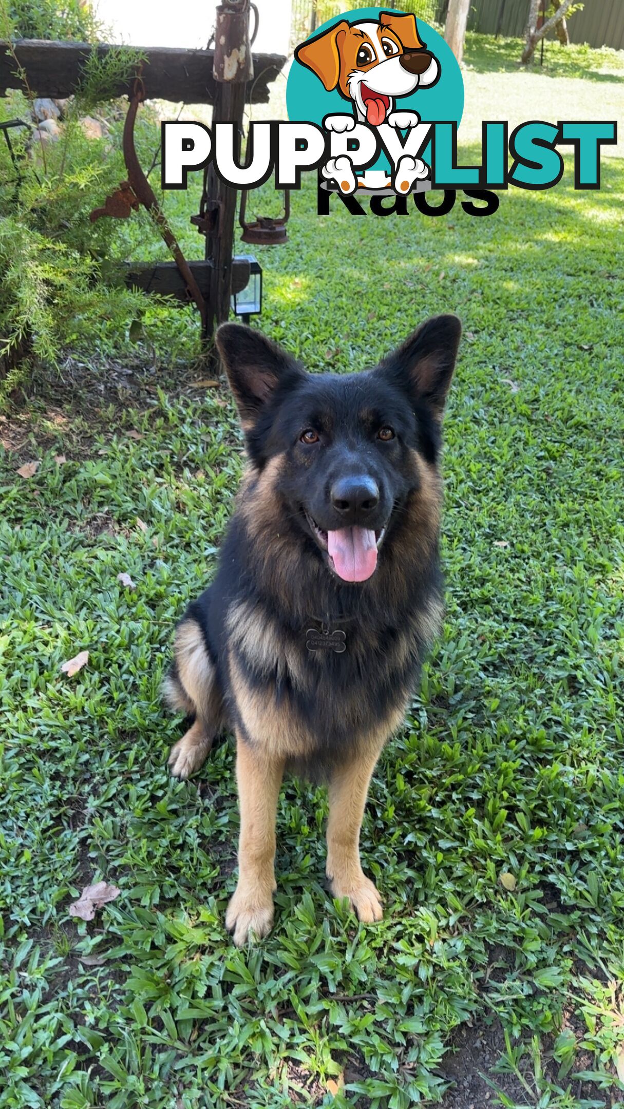 German Shepard puppies