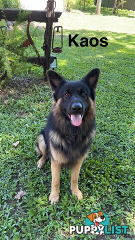 German Shepard puppies