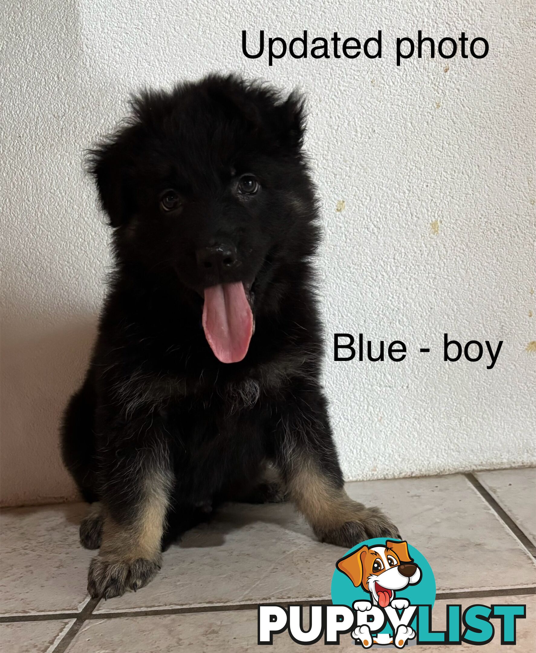 German Shepard puppies