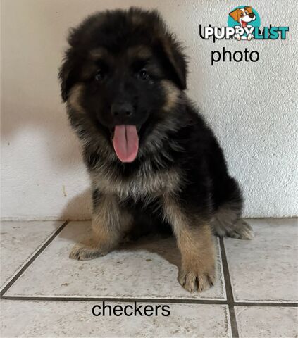 German Shepard puppies