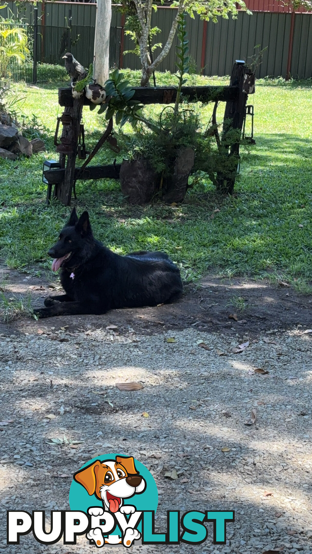 German Shepard puppies