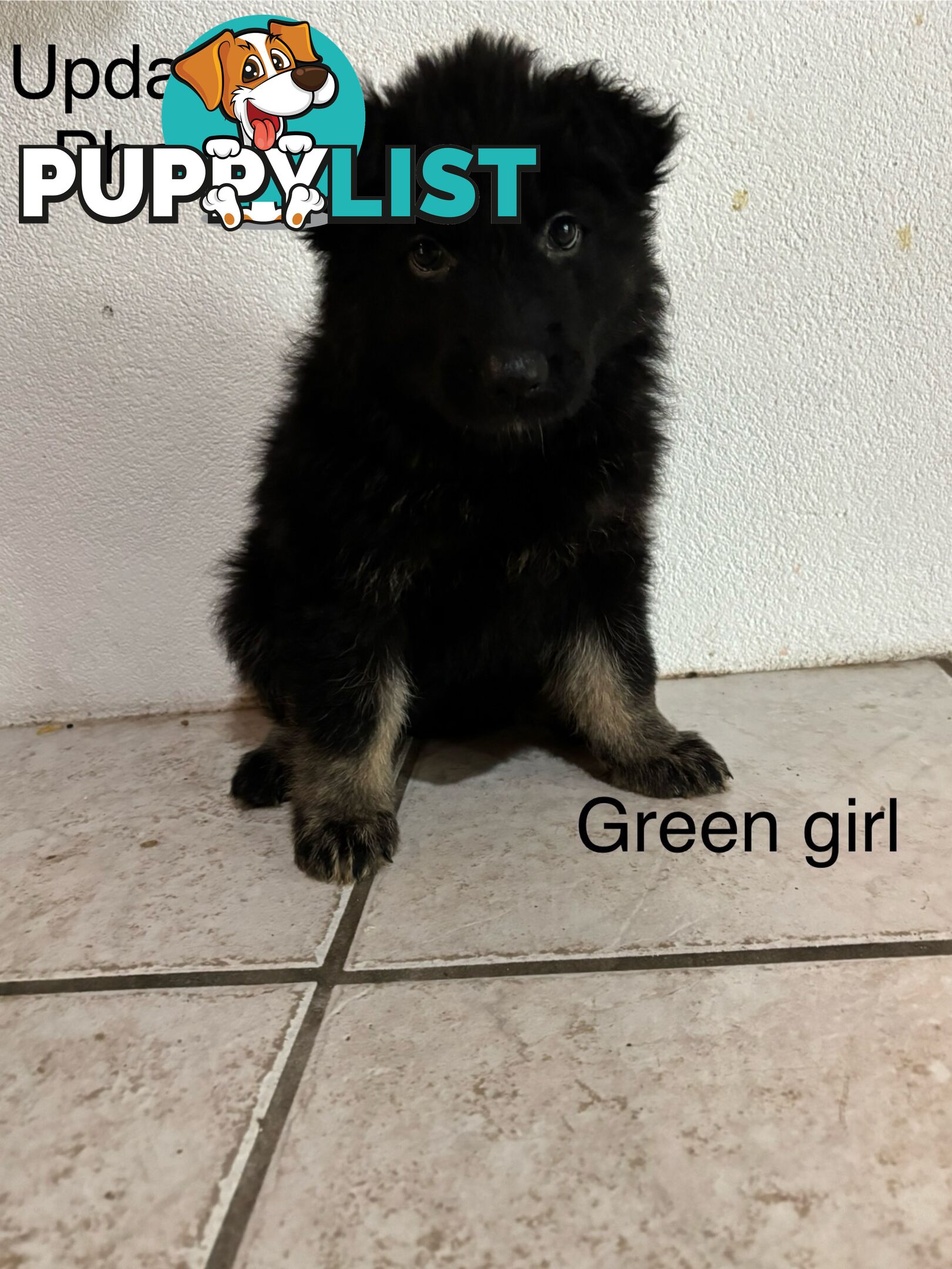 German Shepard puppies