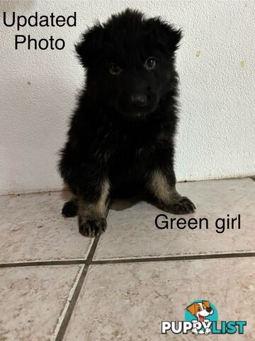 German Shepard puppies