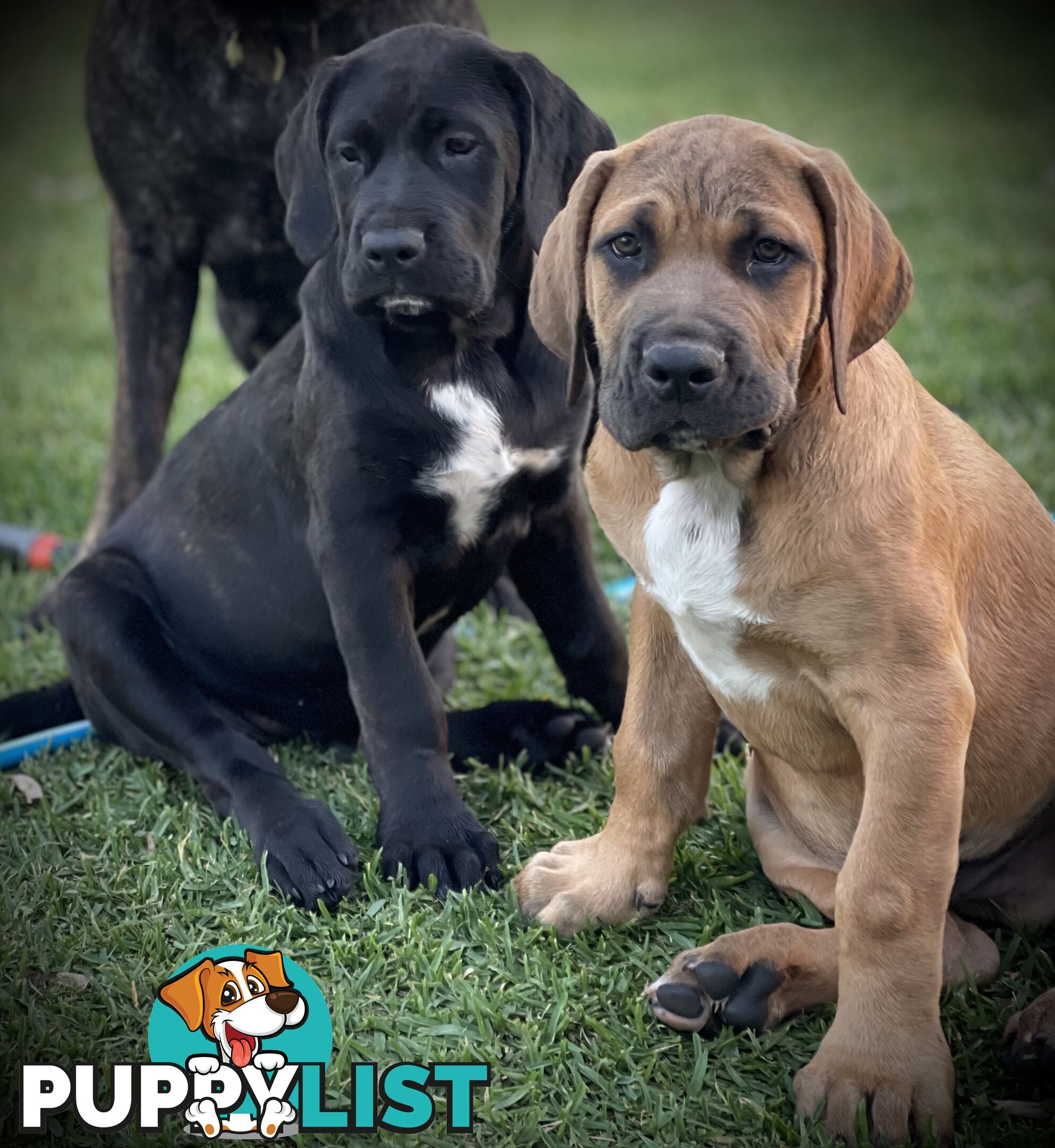 Mastiff pups - Hybrid Guardian Mastiffs