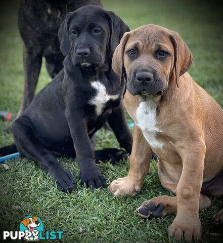 Mastiff pups - Hybrid Guardian Mastiffs