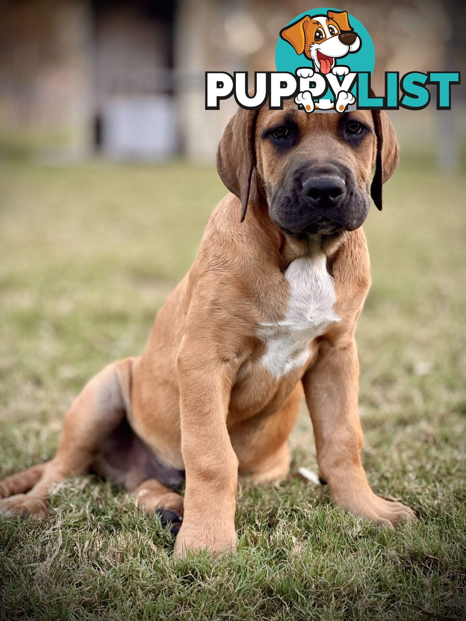 Mastiff pups - Hybrid Guardian Mastiffs