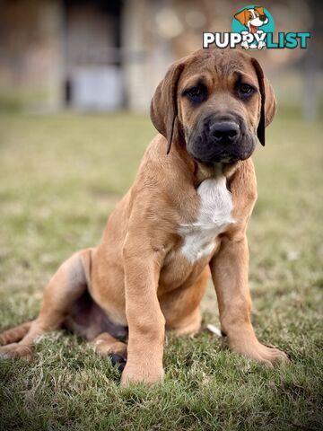 Mastiff pups - Hybrid Guardian Mastiffs