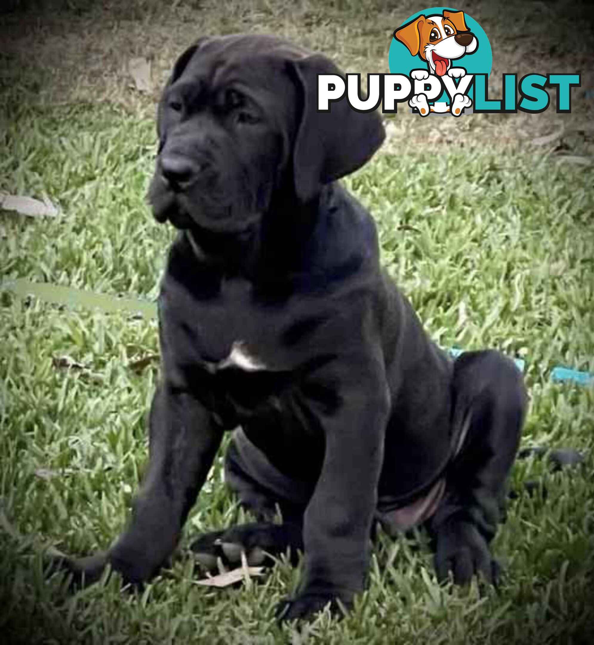 Mastiff pups - Hybrid Guardian Mastiffs