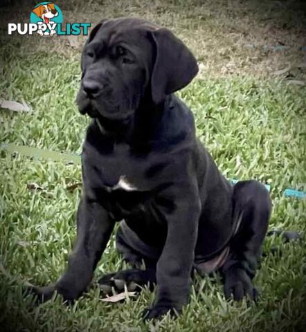 Mastiff pups - Hybrid Guardian Mastiffs