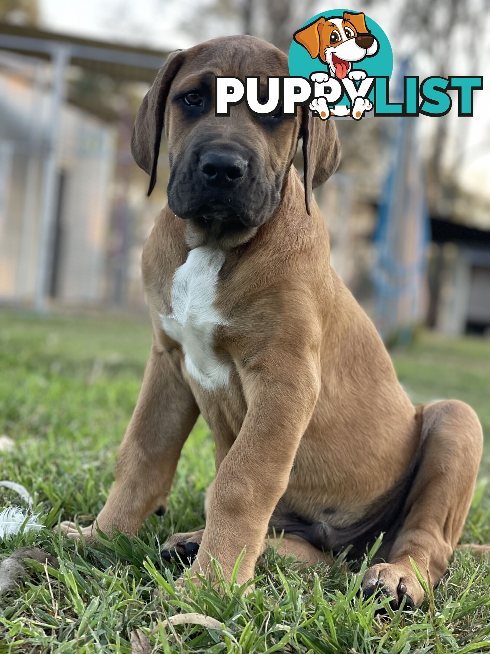 Mastiff pups - Hybrid Guardian Mastiffs