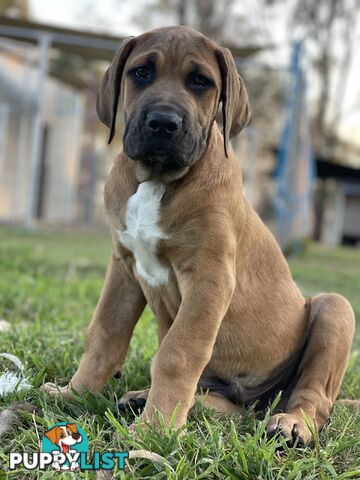 Mastiff pups - Hybrid Guardian Mastiffs