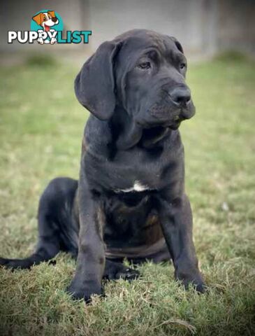 Mastiff pups - Hybrid Guardian Mastiffs